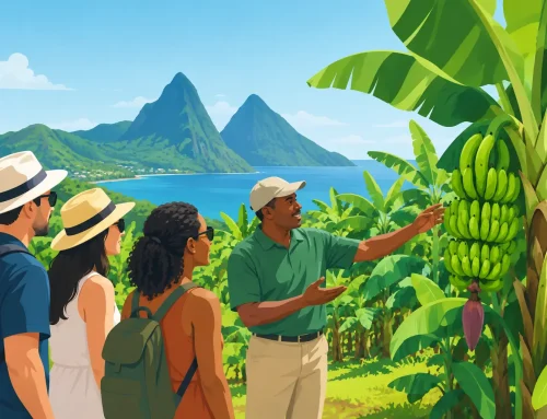 What to Expect on a Banana Plantation Tour in Saint Lucia